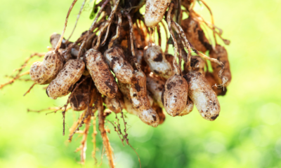 valor-bruto-da-producao-atinge-r$-1,151-trilhao-em-2023-–-dourados-agora-–-noticias-de-dourados-ms-e-regiao