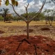 brasil-perdeu-16%-de-vegetacao-herbacea-e-arbustiva-em-38-anos-–-folha-de-dourados-–-noticias-de-dourados-ms-e-regiao