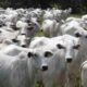 pecuarista-e-multado-em-r$-100-mil-por-acusar-empregado-de-furto-para-demiti-lo