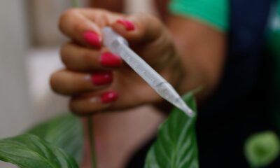 incorporacao-de-vacina-contra-dengue-ao-sus-deve-sair-ainda-este-ano