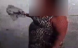 video:-mulher-abandona-filhote-de-gato-em-varanda-de-casa-no-cohafama