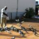 conhecido-por-sua-alegria-e-amor-aos-animais,-chicao-do-posto-morre-aos-82-anos-em-dourados