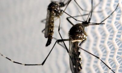 brasil-e-pais-com-mais-casos-de-dengue-no-mundo,-alerta-oms