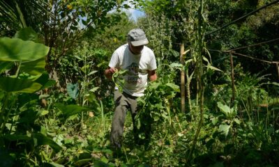 quilombo-no-rio-integra-o-programa-de-aquisicao-de-alimentos