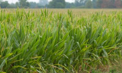 belga-biobest,-de-defensivos-biologicos,-conclui-aquisicao-de-85%-da-brasileira-biotrop