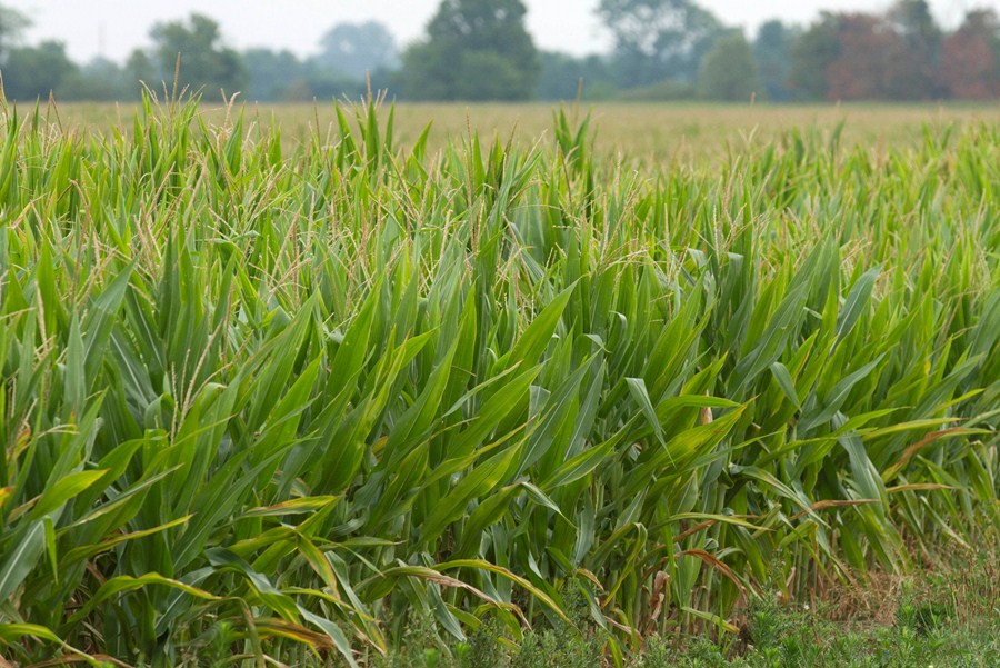 belga-biobest,-de-defensivos-biologicos,-conclui-aquisicao-de-85%-da-brasileira-biotrop