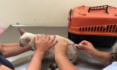 seu-pet-esta-com-as-vacinas-em-dia?-entenda-a-importancia-de-manter-o-calendario-atualizado