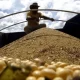 mato-grosso-do-sul-deve-produzir-11,4-milhoes-de-toneladas-de-milho-na-segunda-safra,-estima-aprosoja-–-folha-de-dourados-–-noticias-de-dourados-ms-e-regiao