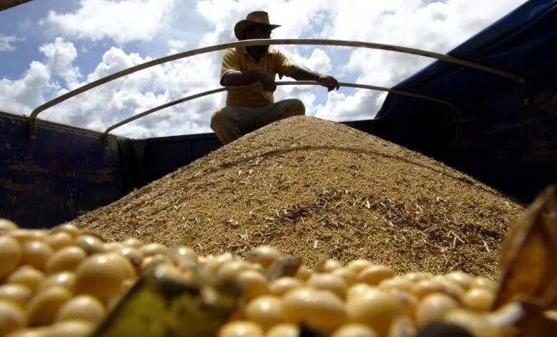 mato-grosso-do-sul-deve-produzir-11,4-milhoes-de-toneladas-de-milho-na-segunda-safra,-estima-aprosoja-–-folha-de-dourados-–-noticias-de-dourados-ms-e-regiao