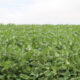 produtores-rurais-avaliam-safra-soja-2023-2024-de-ms-em-sindicato-rural