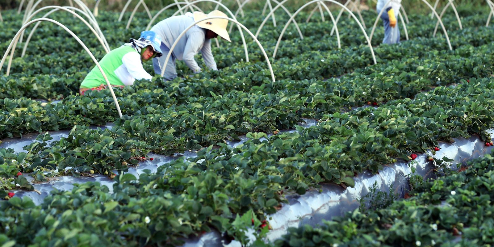 bndes-amplia-financiamento-para-cooperativas-agropecuarias
