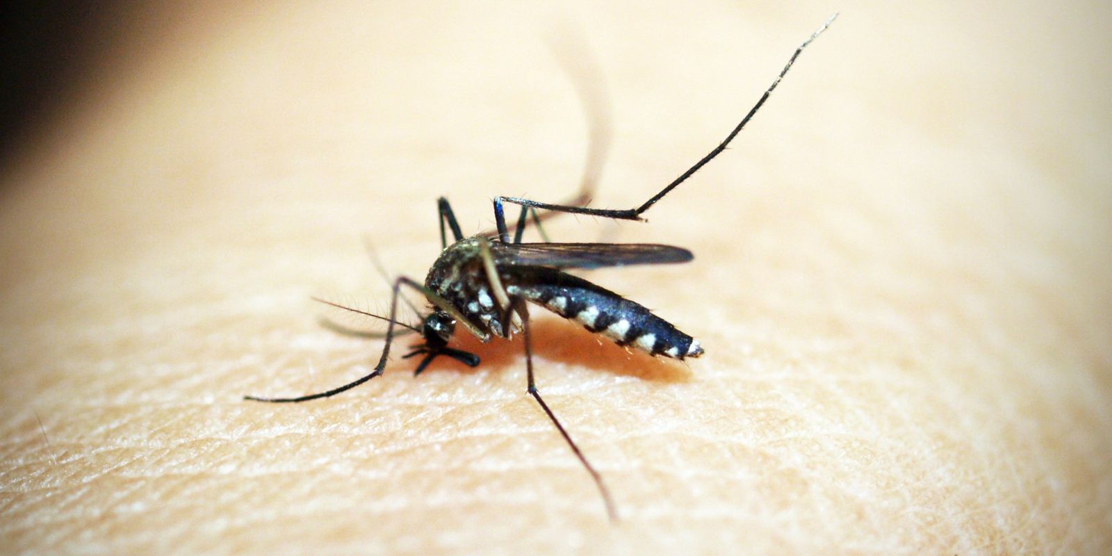 entenda-por-que-hemorragia-nao-e-o-principal-sintoma-da-dengue-grave
