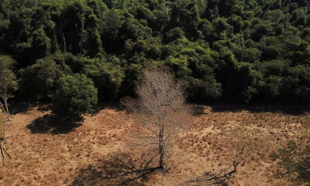 cerrado-perde-em-janeiro-area-equivalente-a-de-maceio