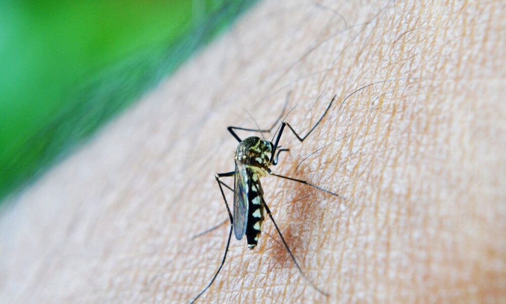 casos-de-dengue-em-gestantes-aumentam-345%-em-2024