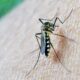casos-de-dengue-em-gestantes-aumentam-345%-em-2024,-no-pais