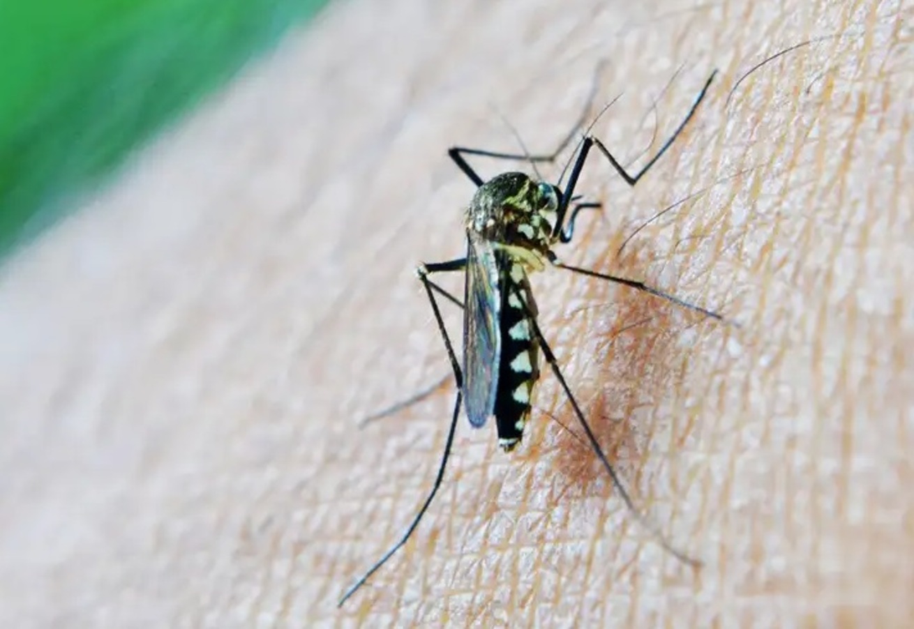 casos-de-dengue-em-gestantes-aumentam-345%-em-2024,-no-pais