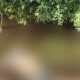 corpo-em-decomposicao-e-encontrado-por-pescador-em-ribas-do-rio-pardo