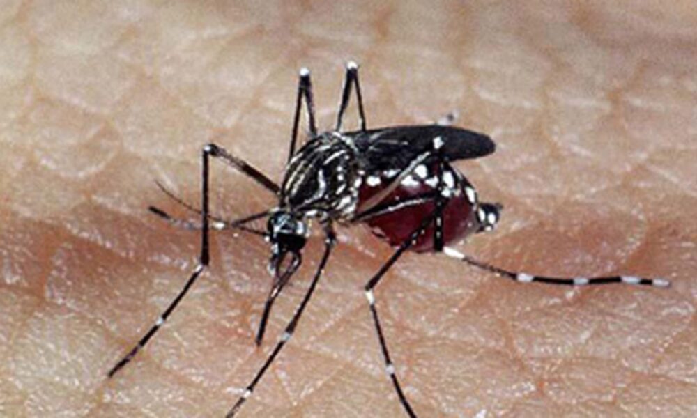 brasil-tem-391-mortes-por-dengue