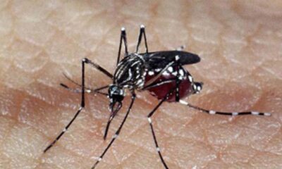 brasil-tem-391-mortes-por-dengue