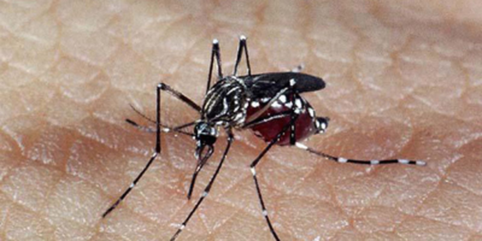 brasil-tem-391-mortes-por-dengue