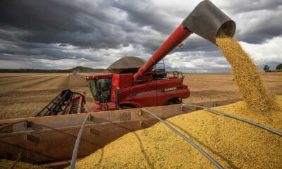 safra-2024-tera-producao-maior-de-algodao,-feijao,-arroz-e-trigo,-diz-ibge