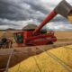safra-2024-tera-producao-maior-de-algodao,-feijao,-arroz-e-trigo,-diz-ibge