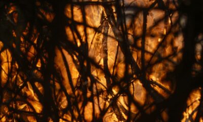 entenda-a-estrategia-do-brasil-para-a-transformacao-ecologica