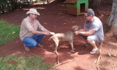 ccz-alerta-para-letalidade-da-raiva-e-disponibiliza-vacinacao-em-animais-domesticos-|-portal-prefeitura-de-dourados