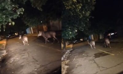 em-dois-dias,-moradores-flagram-'passeio'-de-lobo-guara-e-duas-antas-em-aquidauana
