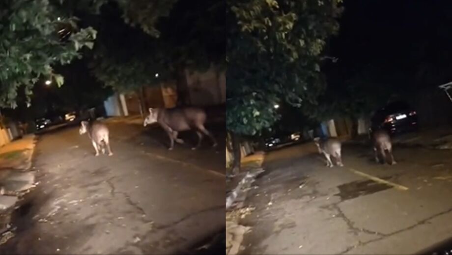 em-dois-dias,-moradores-flagram-'passeio'-de-lobo-guara-e-duas-antas-em-aquidauana