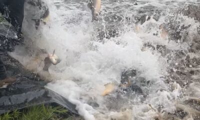 parques-antenor-martins-e-rego-d’agua-recebem-mais-de-3,5-toneladas-de-peixes-para-semana-santa-|-portal-prefeitura-de-dourados