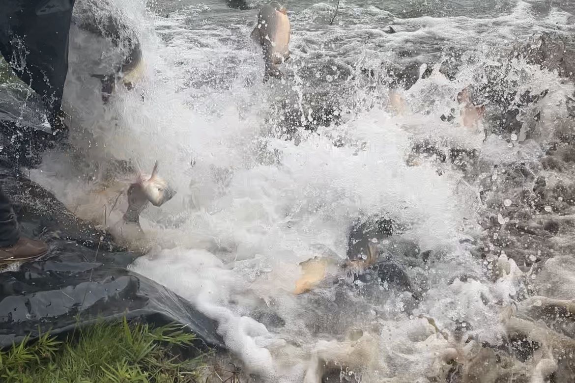 parques-antenor-martins-e-rego-d’agua-recebem-mais-de-3,5-toneladas-de-peixes-para-semana-santa-|-portal-prefeitura-de-dourados