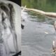 pericia-de-mato-grosso-do-sul-conclui-que-sucuri-ana-julia-morreu-de-causas-naturais-e-descarta-crime