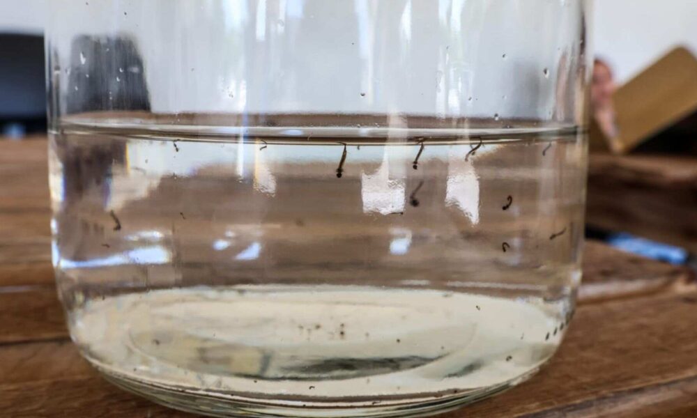 mato-grosso-do-sul-esta-entre-estados-com-tendencia-de-aumento-de-casos-de-dengue