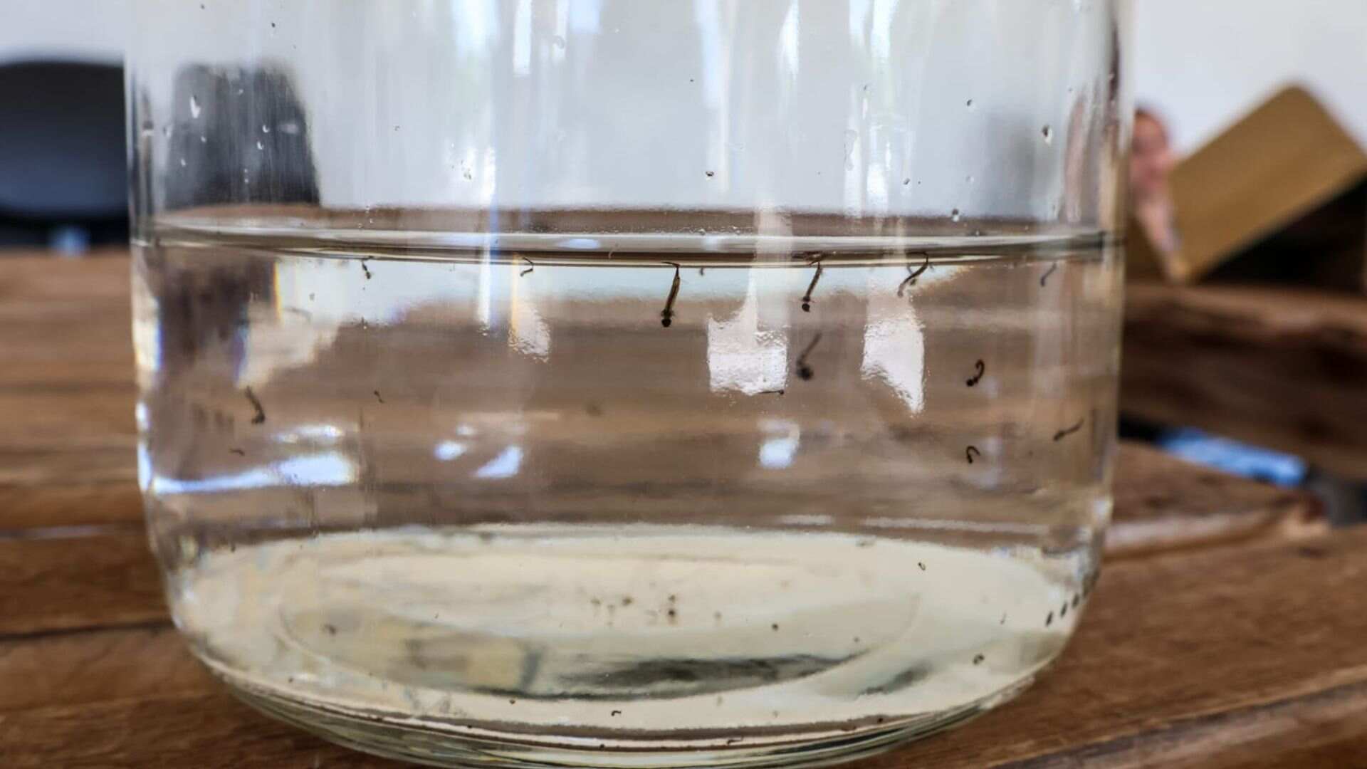 mato-grosso-do-sul-esta-entre-estados-com-tendencia-de-aumento-de-casos-de-dengue
