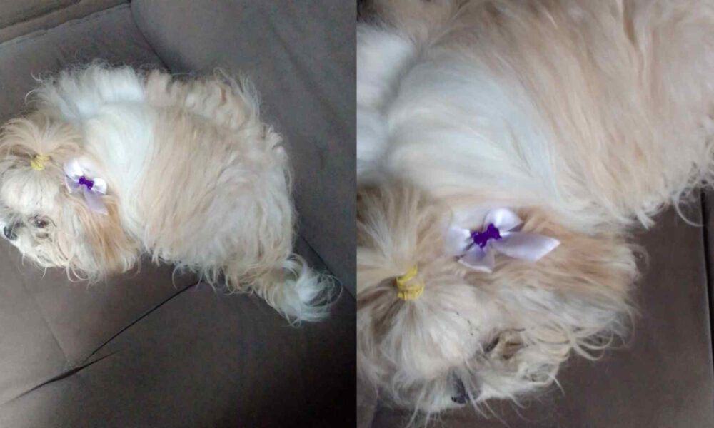 cade-meu-dono?-shih-tzu-e-encontrada-perdida-em-rua-do-coronel-antonino