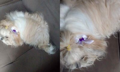 cade-meu-dono?-shih-tzu-e-encontrada-perdida-em-rua-do-coronel-antonino