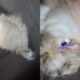 cade-meu-dono?-shih-tzu-e-encontrada-perdida-em-rua-do-coronel-antonino