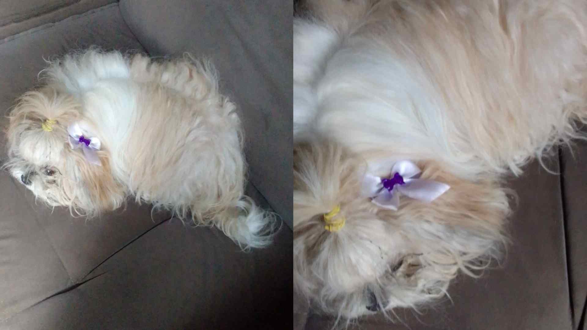 cade-meu-dono?-shih-tzu-e-encontrada-perdida-em-rua-do-coronel-antonino