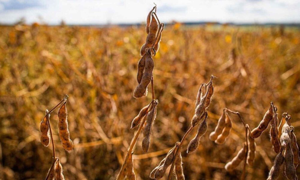 aprosoja/ms-reduz-em-13%-a-estimativa-de-producao-de-soja-em-ms-na-safra-2023/24