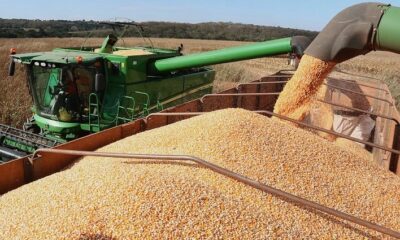 ausencia-de-chuvas-e-altas-temperaturas-terao-impacto-negativo-em-lavouras-de-milho-–-folha-de-dourados-–-noticias-de-dourados-ms-e-regiao