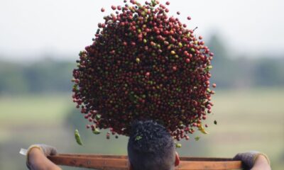 deficit-na-producao-do-vietna-e-indonesia-faz-exportacao-de-cafe-brasileiro-bater-recorde-–-folha-de-dourados-–-noticias-de-dourados-ms-e-regiao