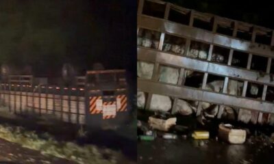 pais-e-duas-criancas-estavam-na-cabine-de-carreta-bitrem-que-tombou-com-gado-na-br-163-em-ms