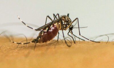 brasil-tem-quase-4-milhoes-de-casos-provaveis-de-dengue