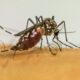 brasil-tem-quase-4-milhoes-de-casos-provaveis-de-dengue