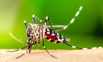 combate-a-dengue:-conheca-orientacoes-do-ministerio-da-saude-–-folha-de-dourados-–-noticias-de-dourados-ms-e-regiao