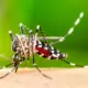combate-a-dengue:-conheca-orientacoes-do-ministerio-da-saude-–-folha-de-dourados-–-noticias-de-dourados-ms-e-regiao
