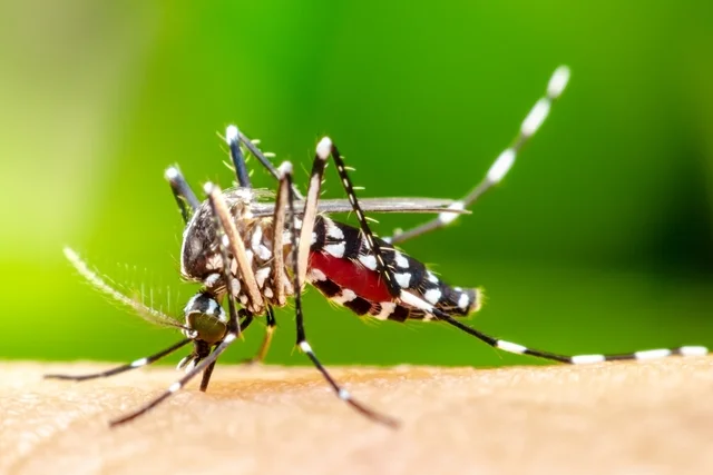 combate-a-dengue:-conheca-orientacoes-do-ministerio-da-saude-–-folha-de-dourados-–-noticias-de-dourados-ms-e-regiao