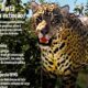 revista-de-divulgacao-cientifica-da-ufms-destaca-preservacao-da-onca-pintada