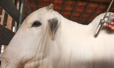 brasil-se-torna-livre-de-febre-aftosa-sem-vacinacao,-informa-governo